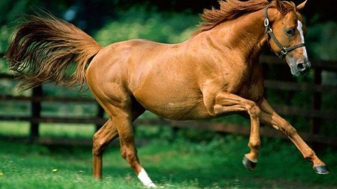 Τροχαίο με... άλογο στην Κω 