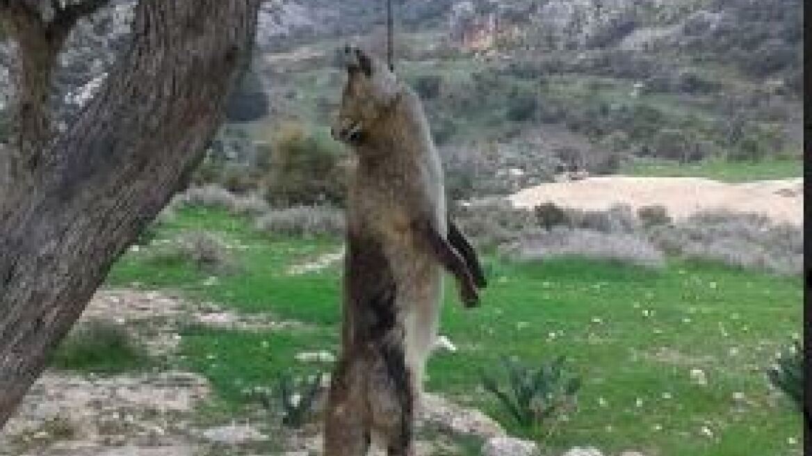 Κύπρος: Άγνωστοι κρέμασαν αλεπού σε δάσος 