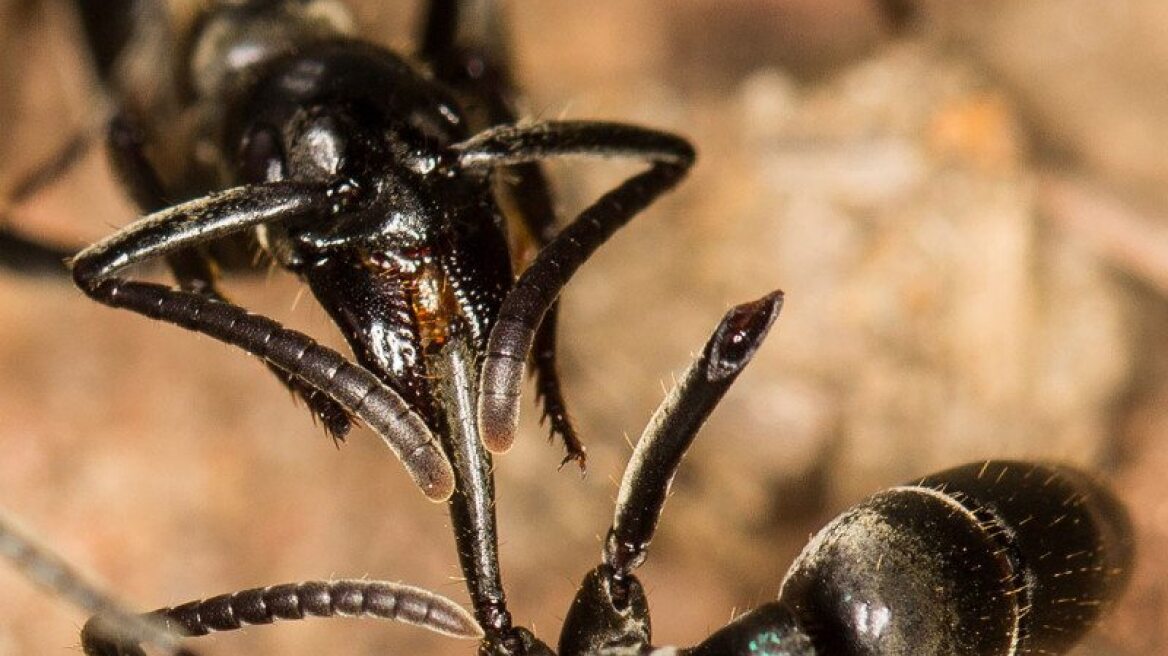 Μυρμήγκια - «νοσοκόμοι» περιποιούνται τους τραυματίες στο πεδίο μάχης
