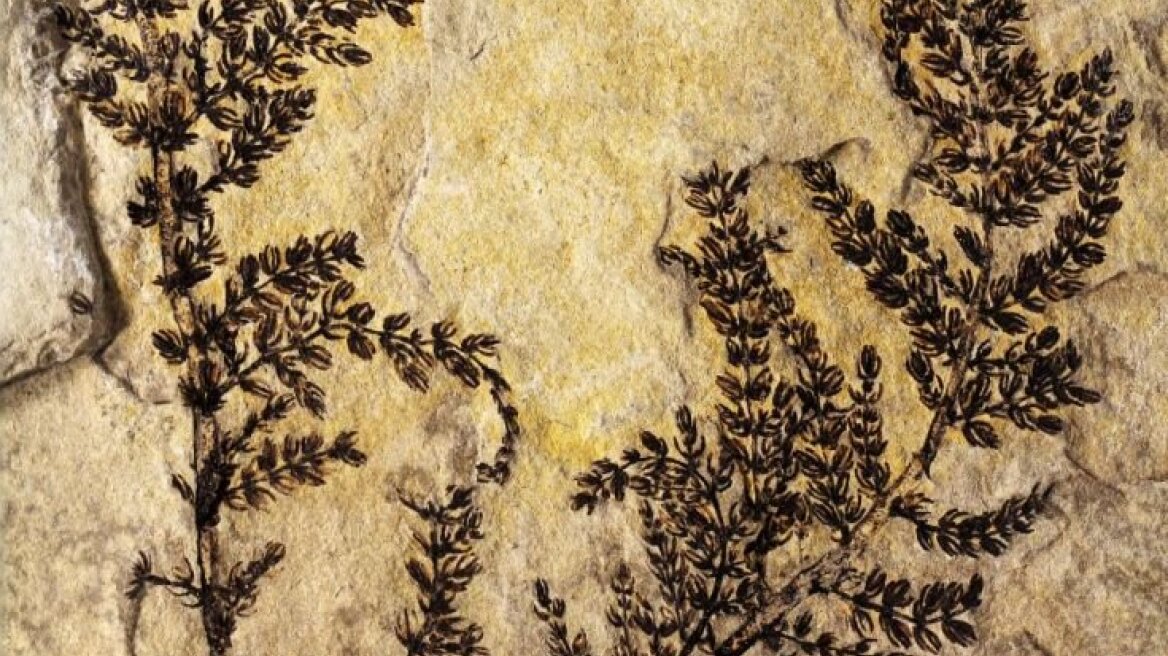 Εκατό εκατομμύρια χρόνια νωρίτερα από ό,τι πιστεύαμε εμφανίστηκαν στη Γη τα φυτά της ξηράς