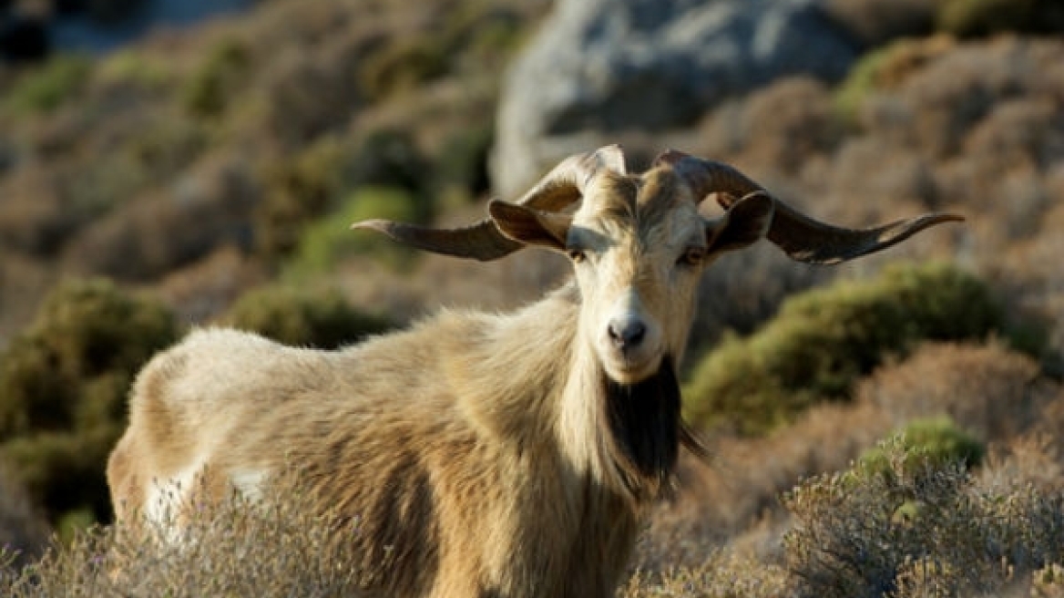 «Αδέσποτος» τράγος προκάλεσε τροχαίο στην Κρήτη