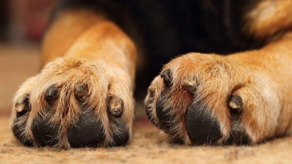 Καταδίκες για κακοποιήσεις ζώων