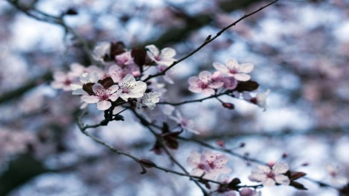 Τουρισμός Λουλουδιών και Δέντρων τώρα και στην Ελλάδα