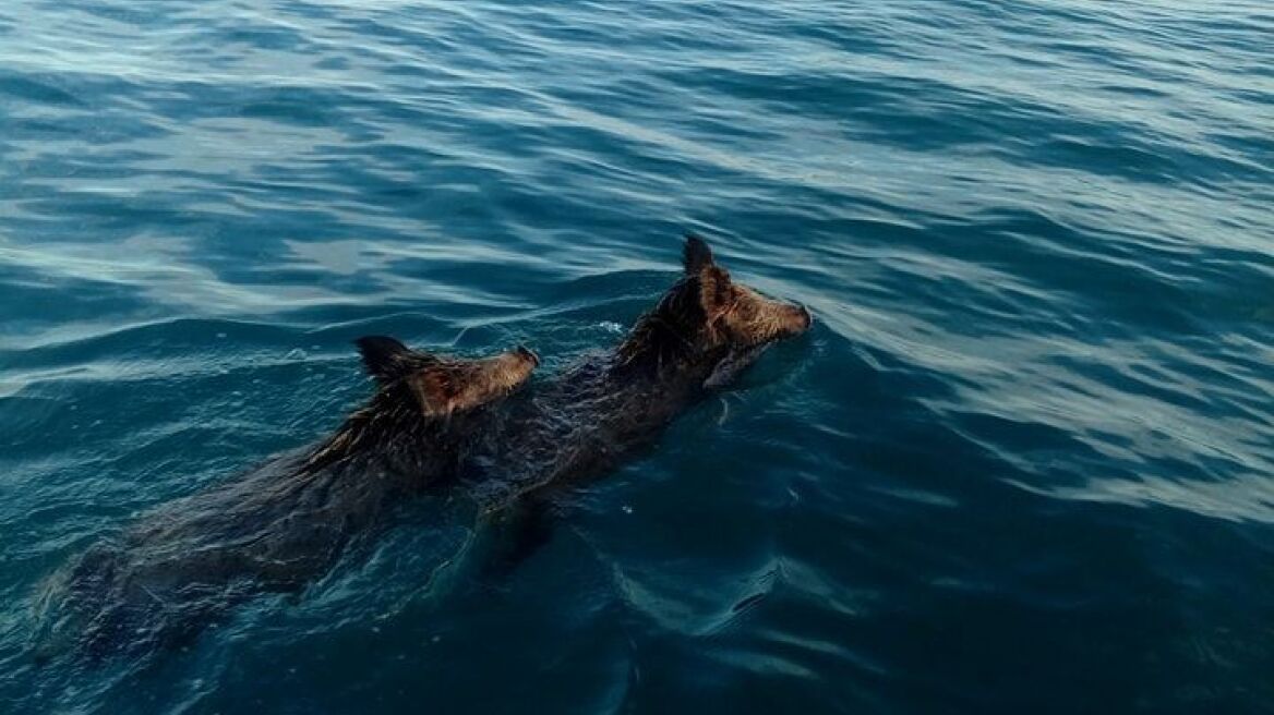 Βίντεο: Βγήκαν για συναγρίδες στο Ιόνιο και ψάρεψαν... αγριογούρουνα!