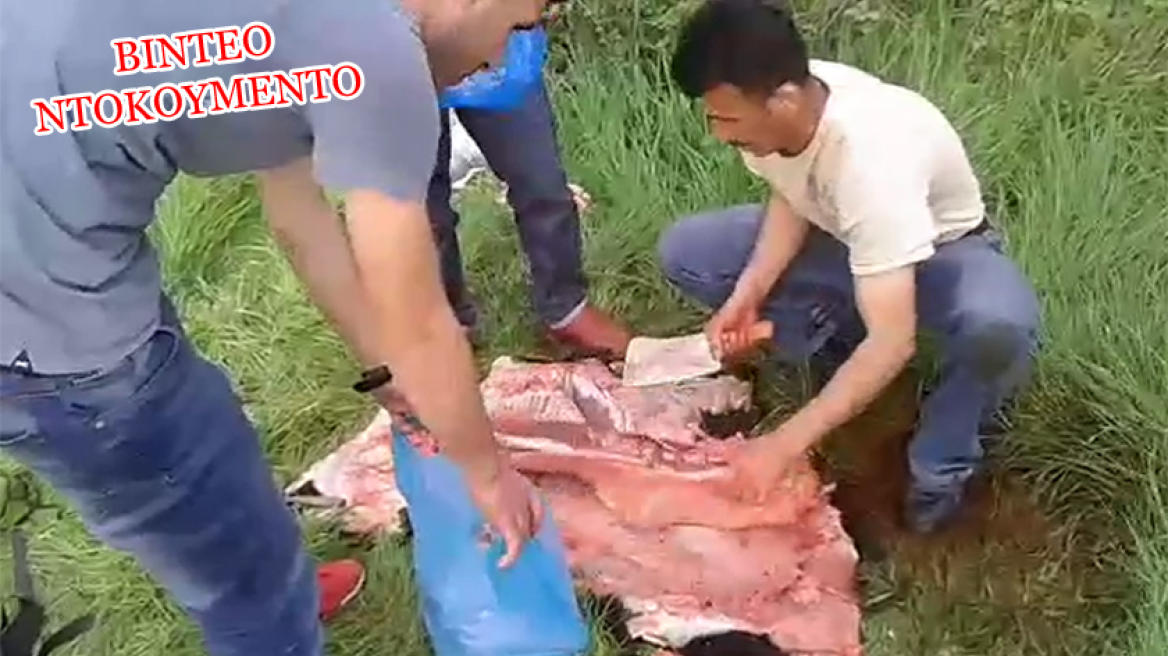 Βίντεο: Κτηνοτρόφος στη Λέσβο πιάνει στα «πράσα» μετανάστες να σφάζουν τα ζώα του