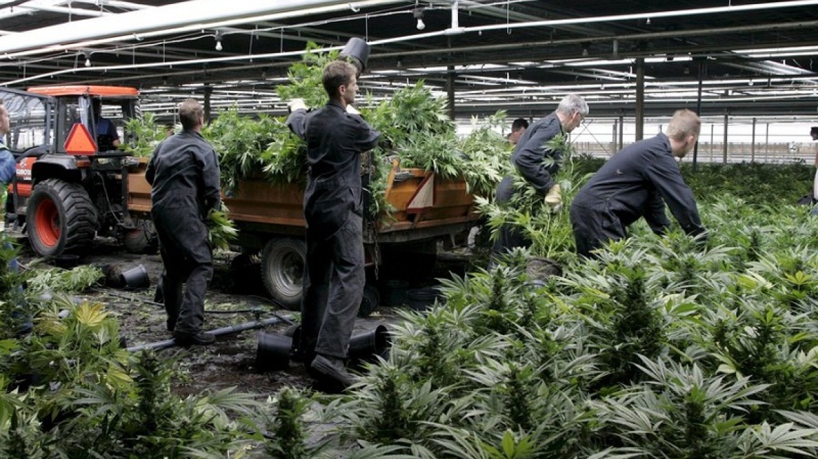 Οι πέντε εταιρείες που θέλουν να επενδύσουν στην φαρμακευτική κάνναβη 