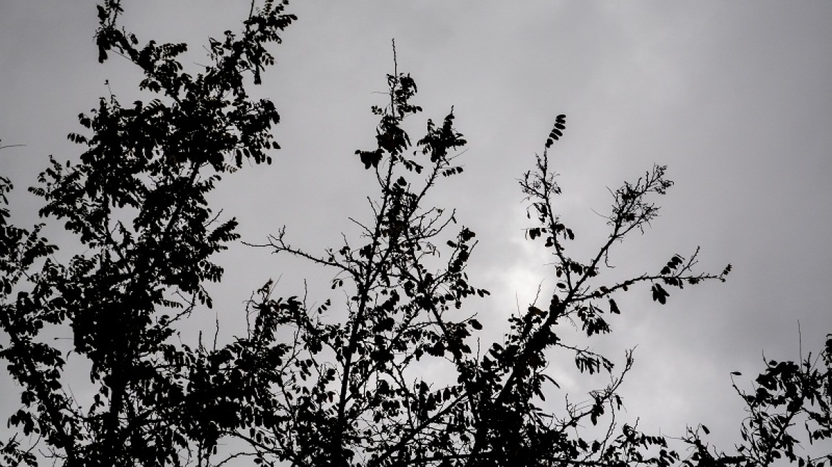 Πάνω από 100 κλήσεις στην Πυροσβεστική για πτώσεις δέντρων στην Αττική