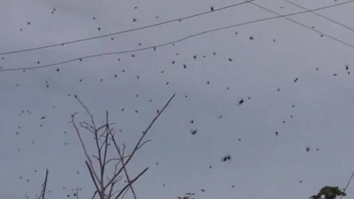 Έβρεξε… αράχνες στη Βραζιλία!