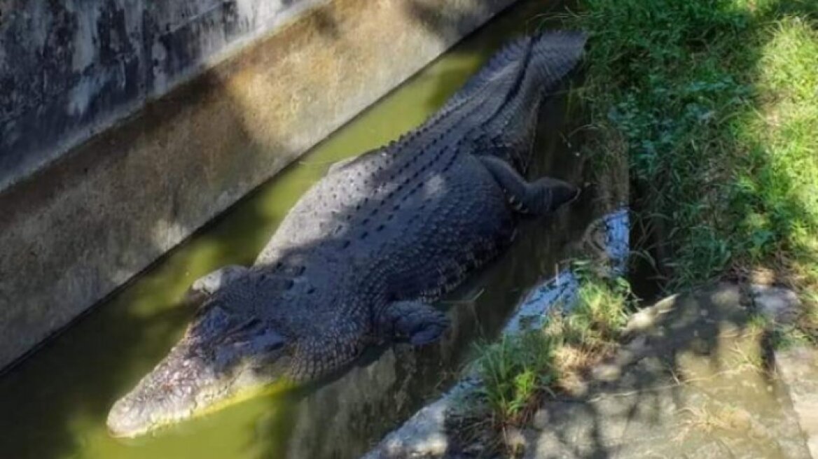 Κροκόδειλος πέντε μέτρων κατακρεούργησε επιστήμονα που τον τάιζε στην Ινδονησία