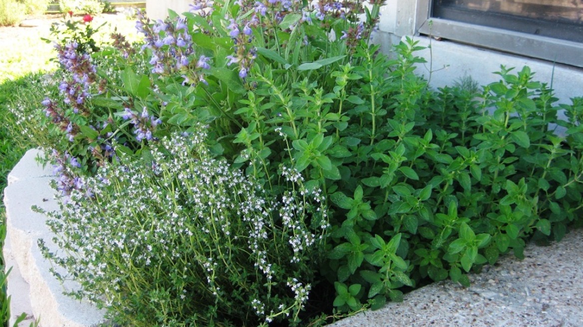 Ιδρύεται Ινστιτούτο Φαρμακευτικών Φυτών στα Τρίκαλα