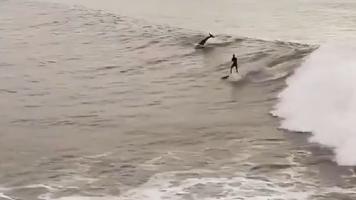 Βίντεο: Σέρφινγκ με... δελφίνια στην Καλιφόρνια!
