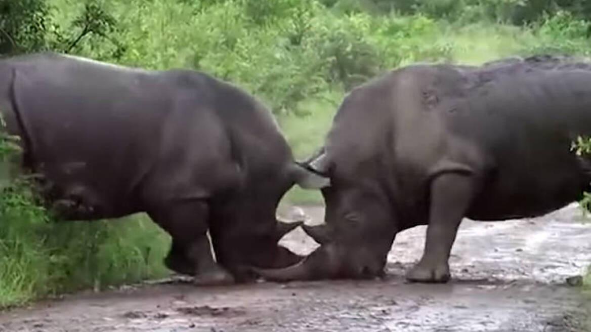 Βίντεο: Μάχη ρινόκερων on camera