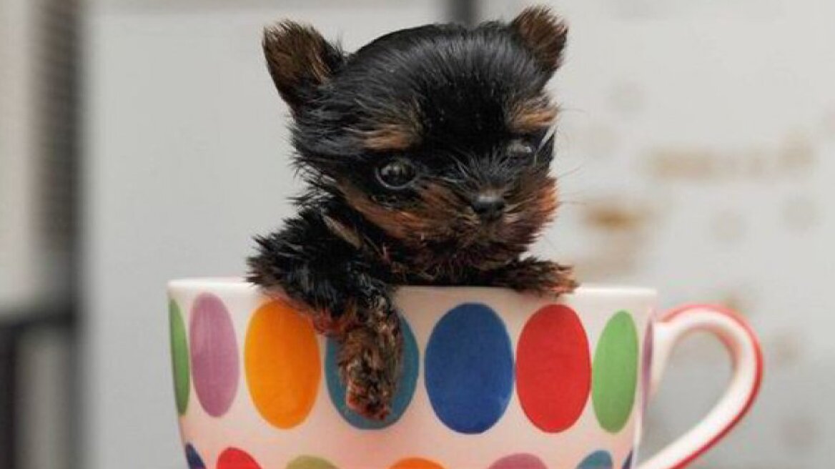 Το πιο μικρό και (χαριτωμένο) σκυλί στον κόσμο