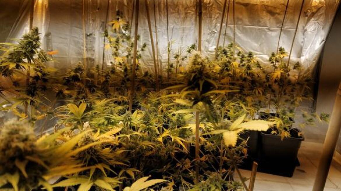 Πάτρα: 42χρονος καλλιεργούσε στο υπόγειο διαμέρισμά του υδροπονική κάνναβη