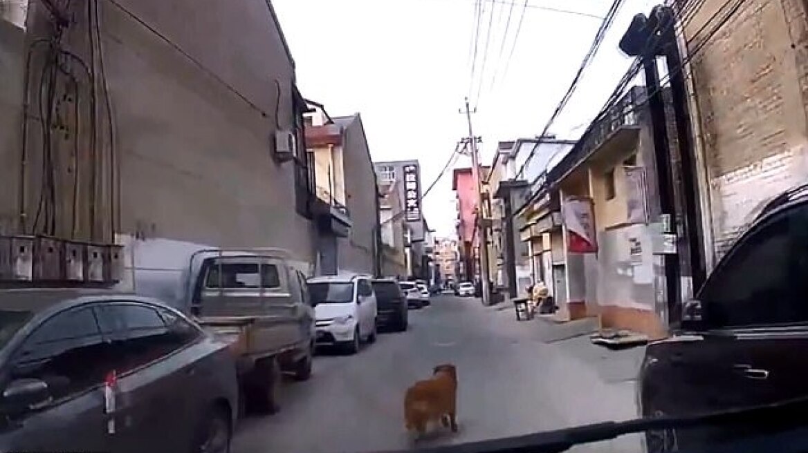 Συγκινητικό βίντεο: Σκύλος οδήγησε τους διασώστες στο λιπόθυμο αφεντικό του