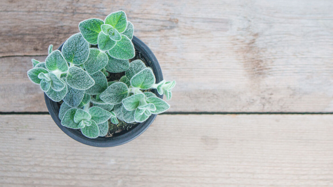 Δίκταμος: Το ελληνικό υπερτρόφιμο