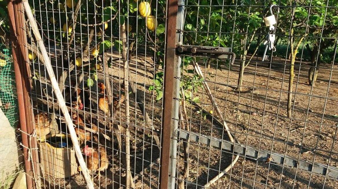 Ηράκλειο: Θανάτωσε δυο σκυλιά γιατί της έτρωγαν τις κότες