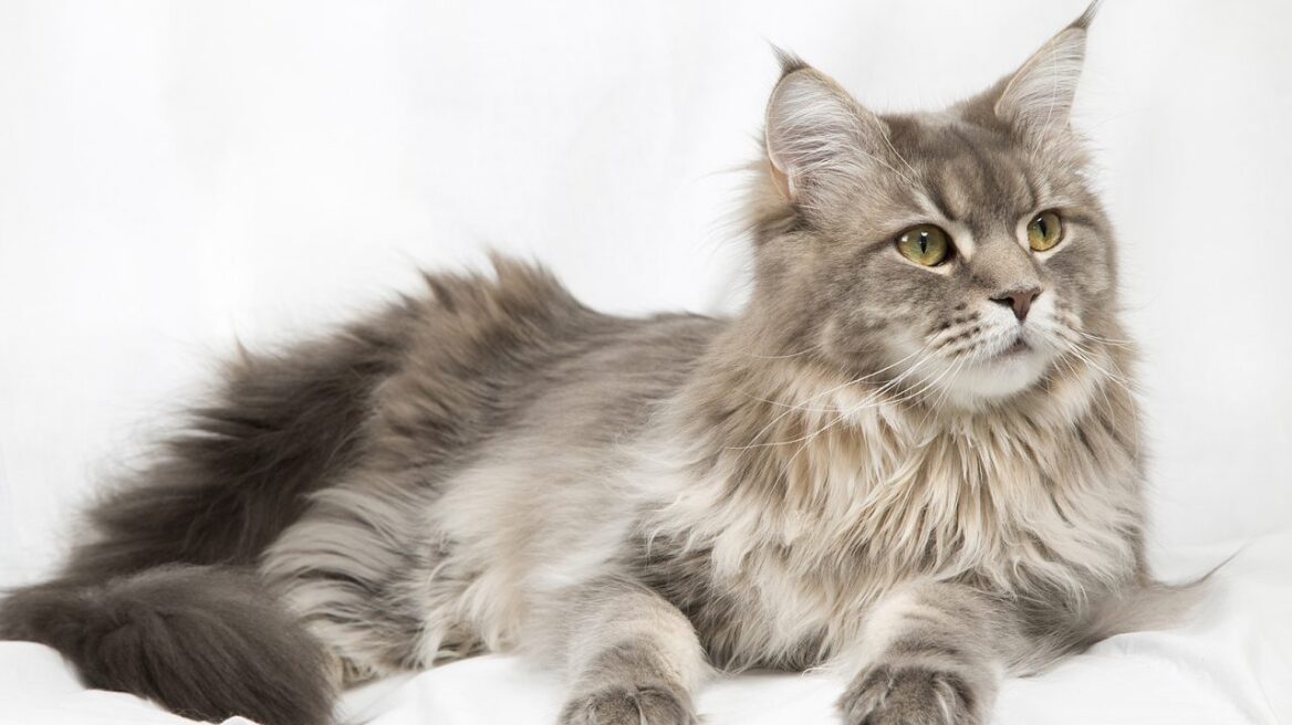 Σχιζοφρένεια: Οι γάτες μπορούν να μας τρελάνουν;