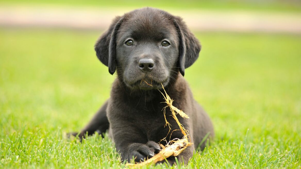 Εκπαίδευση τουαλέτας για το κουτάβι
