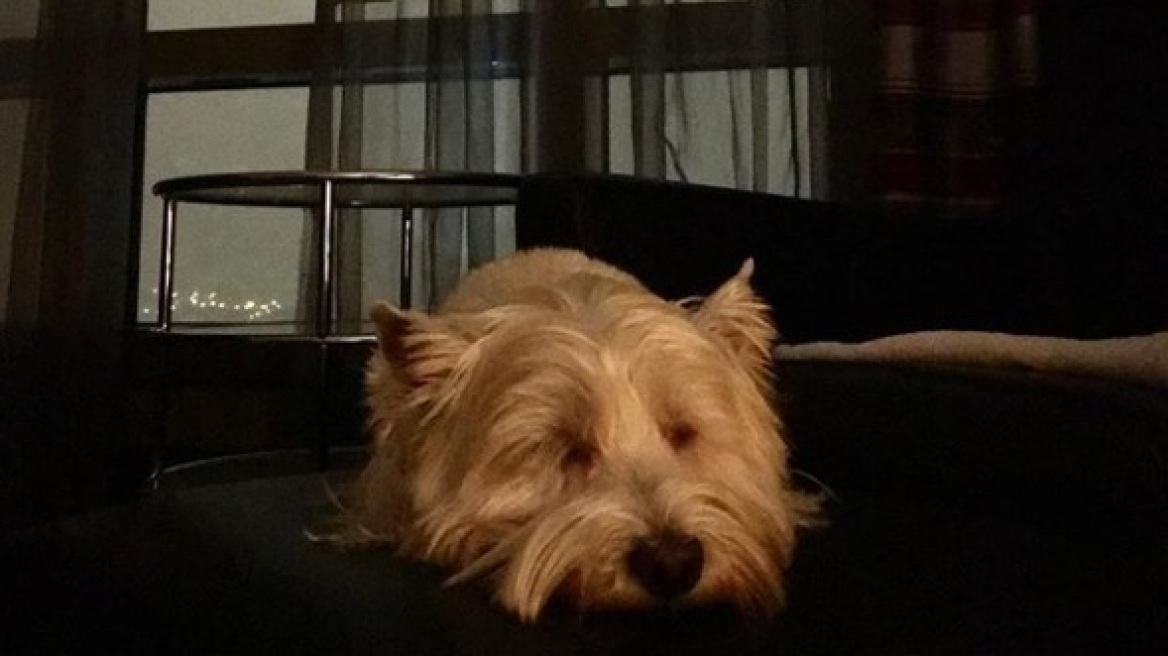 Μikes POL: O σκύλος της Μαρίας Μπακοδήμου έπεσε θύμα απάτης 