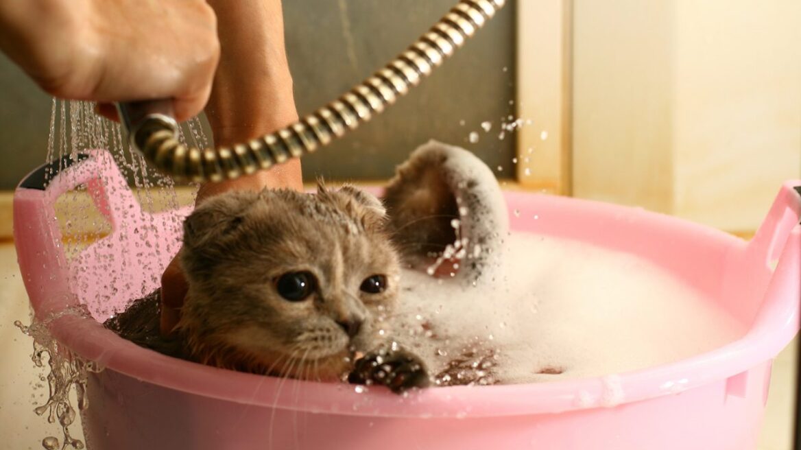 Πλένουμε τη γάτα μας, ή όχι;