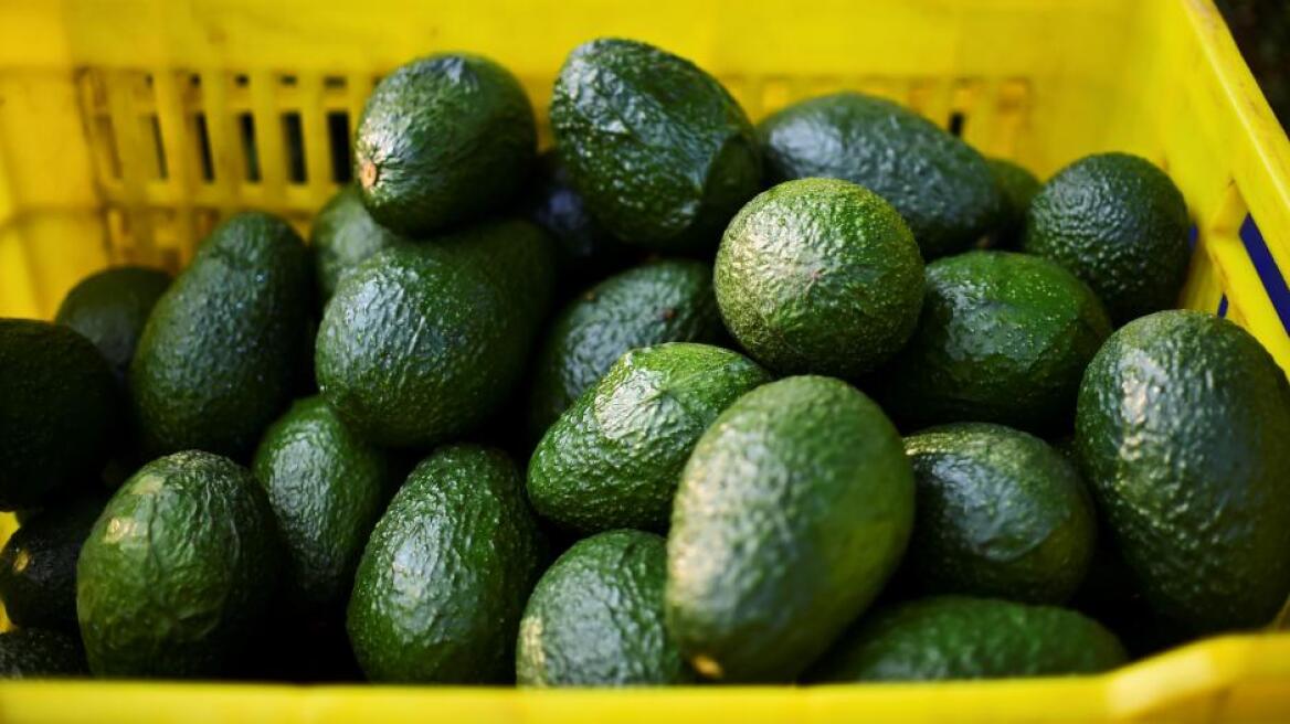 Κύπρος: Του πέρασαν χειροπέδες γιατί έκλεψε 300 κιλά αβοκάντο