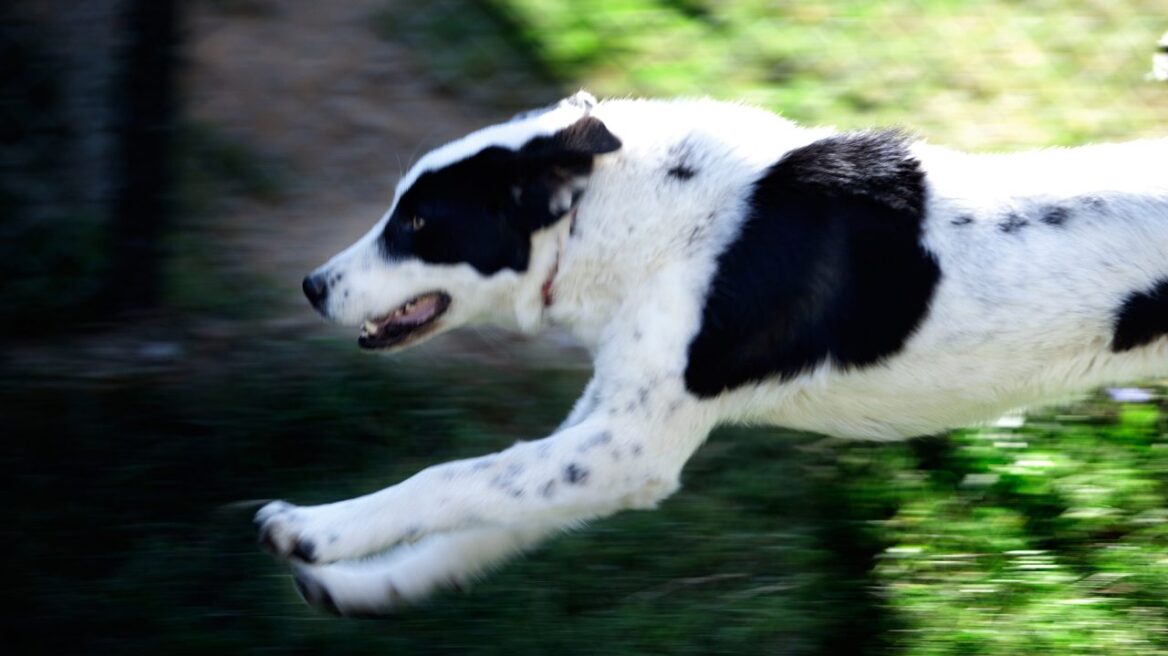 Ελληνικός ποιμενικός: Μια ισχυρή προσωπικότητα