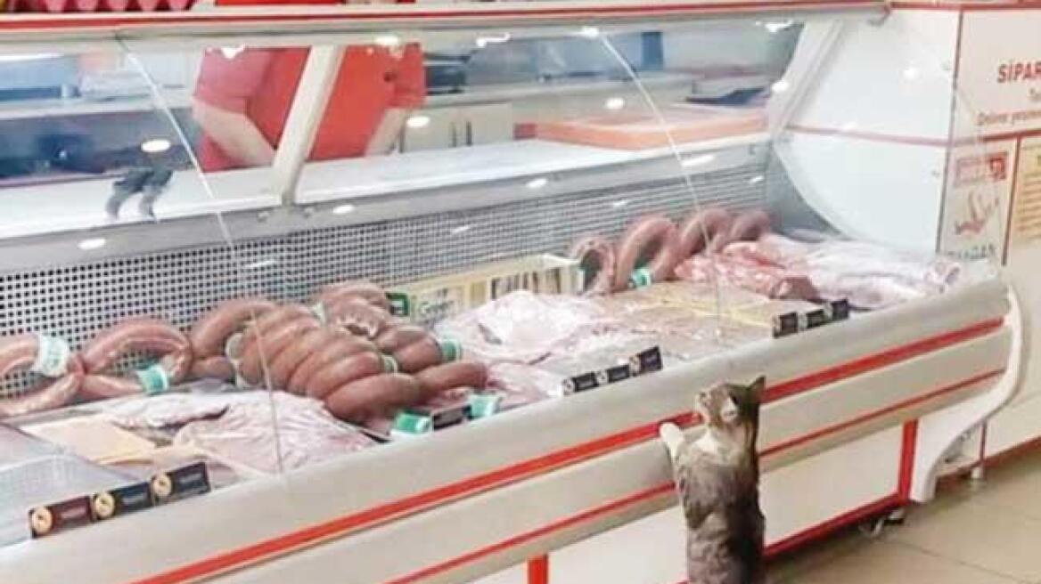 Τουρκία: Ένας κρεοπώλης κατασκεύασε τάφο για την πιο τακτική πελάτισσά του, τη γάτα Γεσίμ
