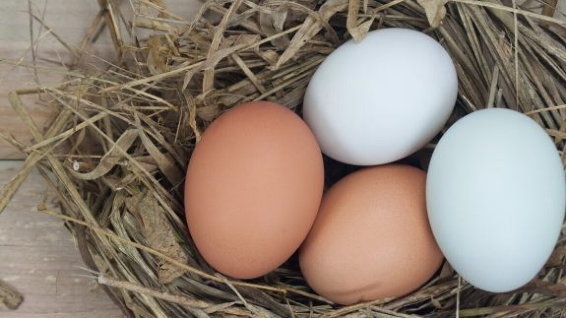 Ποια είναι η διαφορά μεταξύ καφέ και λευκών αβγών;