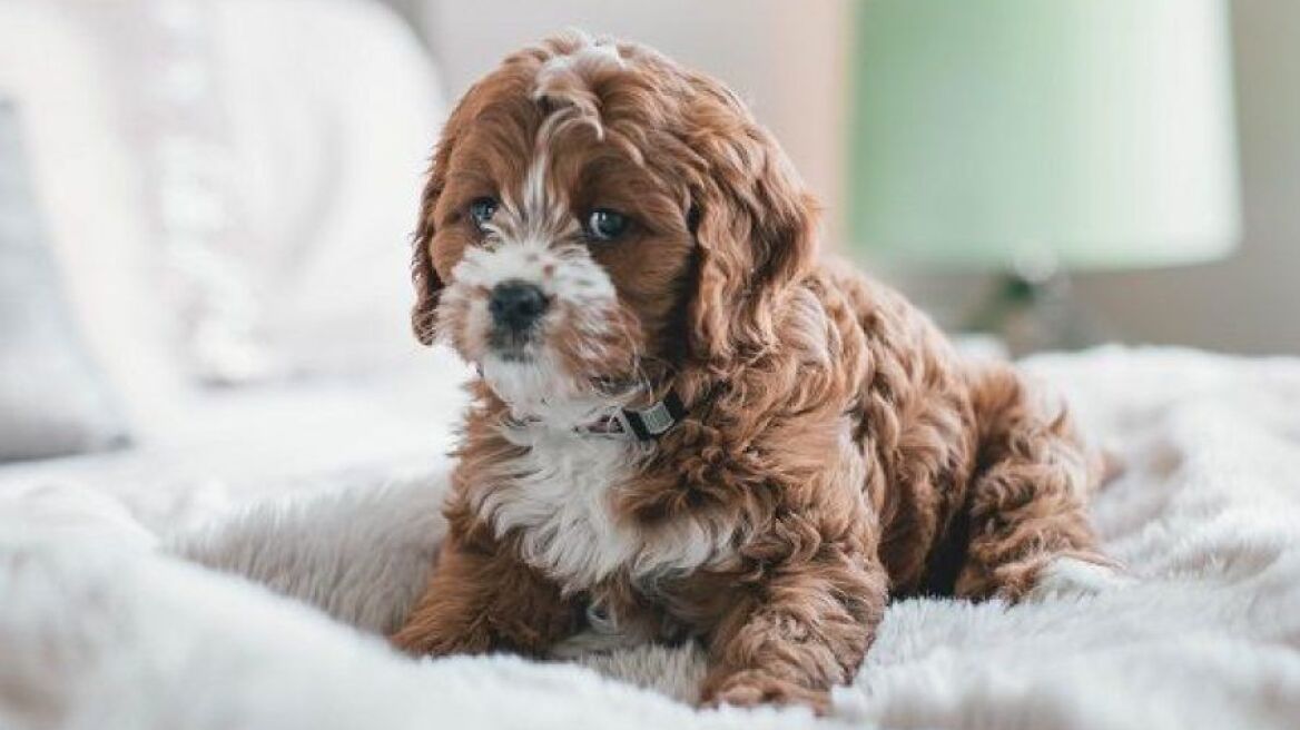 Πόσες ώρες μπορείς να αφήνεις το σκύλο σου μόνο στο σπίτι;