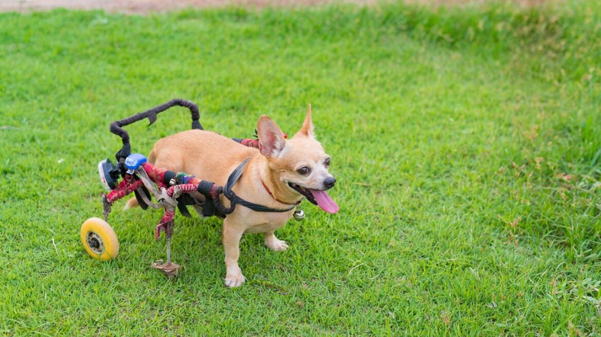 Το αμαξίδιο που χαρίζει κίνηση στα ζώα με ειδικές ανάγκες