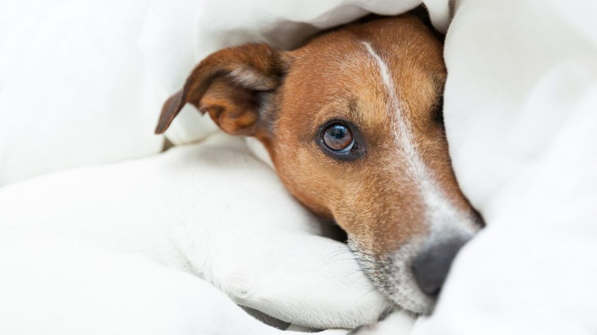 Μήπως ο σκύλος σας δεν σας ακούει;