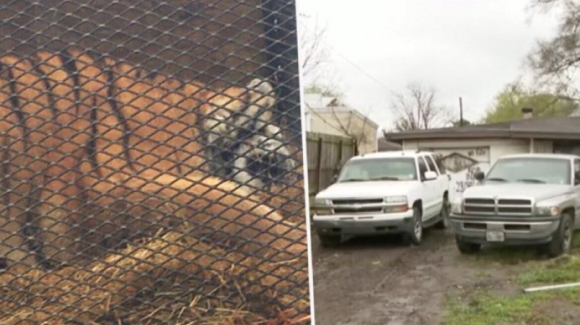 Έκανε διάρρηξη σε γκαράζ για να στρίψει «τσιγάρο» και μέσα βρήκε μία τεράστια τίγρη