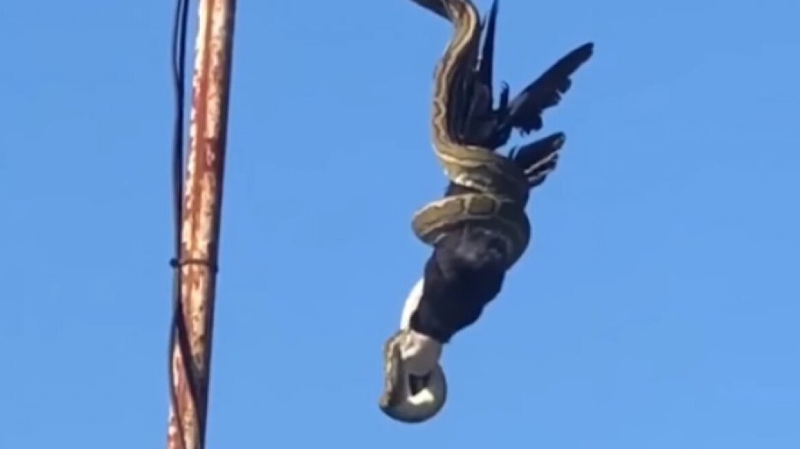 Η στιγμή που ένας πύθωνας αρπάζει πουλί στον αέρα και το κατασπαράζει