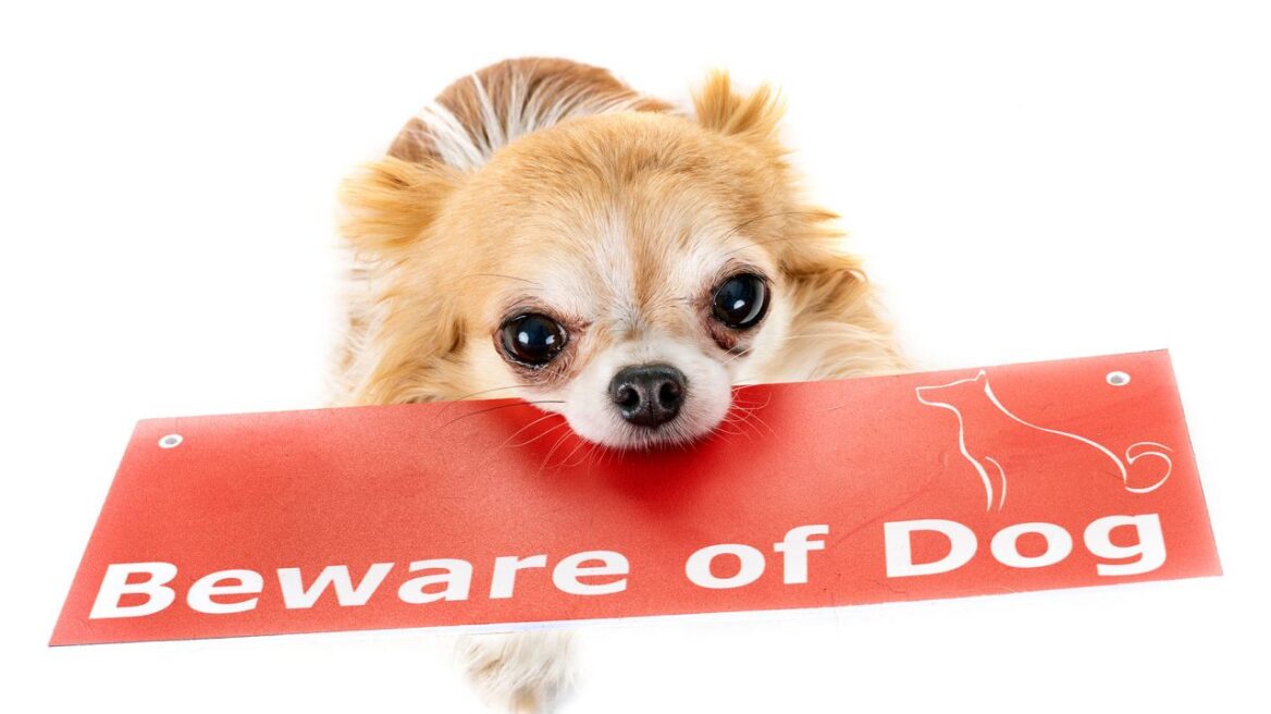 Όταν το ένστικτο του σκύλου-φύλακα θέλει «δουλειά»