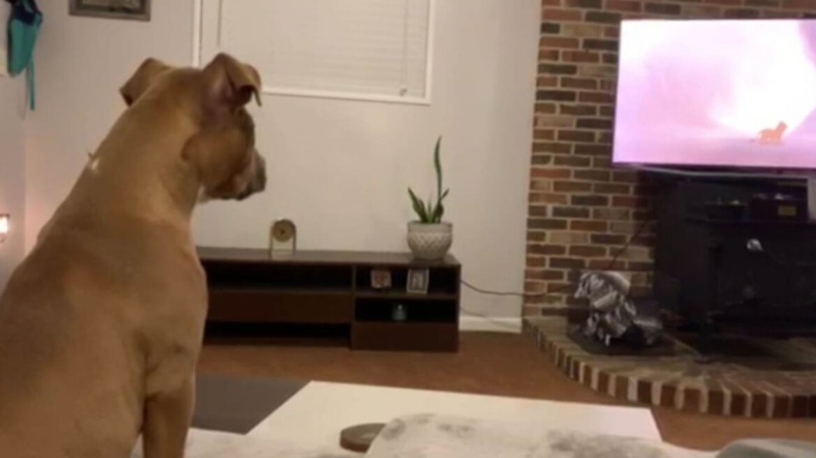Σκύλος βάζει τα κλάματα βλέποντας το Lion King