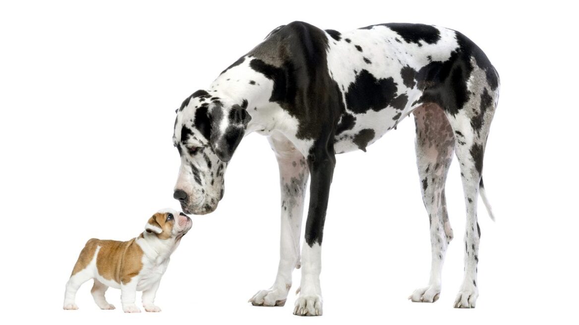 Ο μεγαλόσωμος ή ο μικρόσωμος σκύλος είναι πιο έξυπνος;