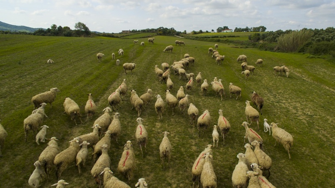 Κρήτη: Κτηνοτρόφοι «πιάστηκαν» στα χέρια για τα ζώα τους