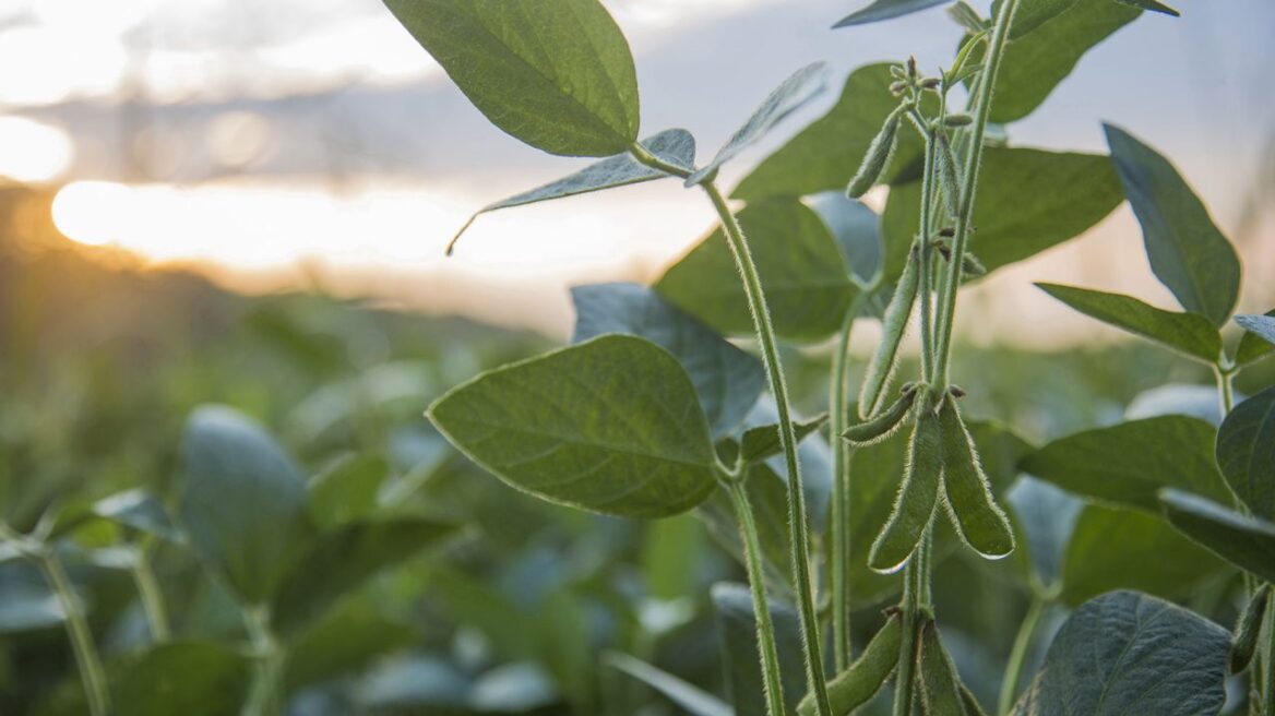 Αυτό το φυτό μπορεί να μας σώσει από τη νόσο Αλτσχάιμερ