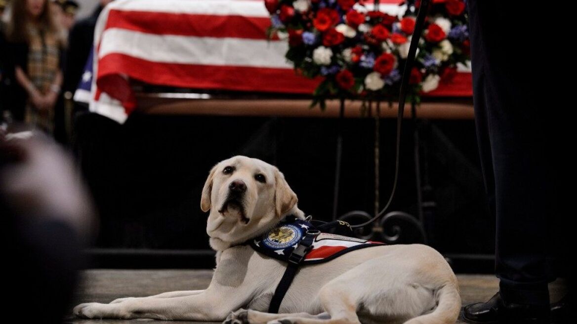 ΗΠΑ: Το λευκό λαμπραντόρ του Τζορτζ Μπους θα βοηθά βετεράνους του Ναυτικού