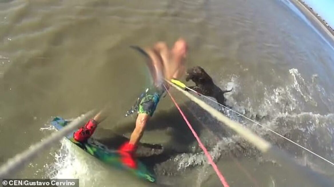 Πίτμπουλ επιτέθηκε σε άντρα ενώ έκανε kite surf