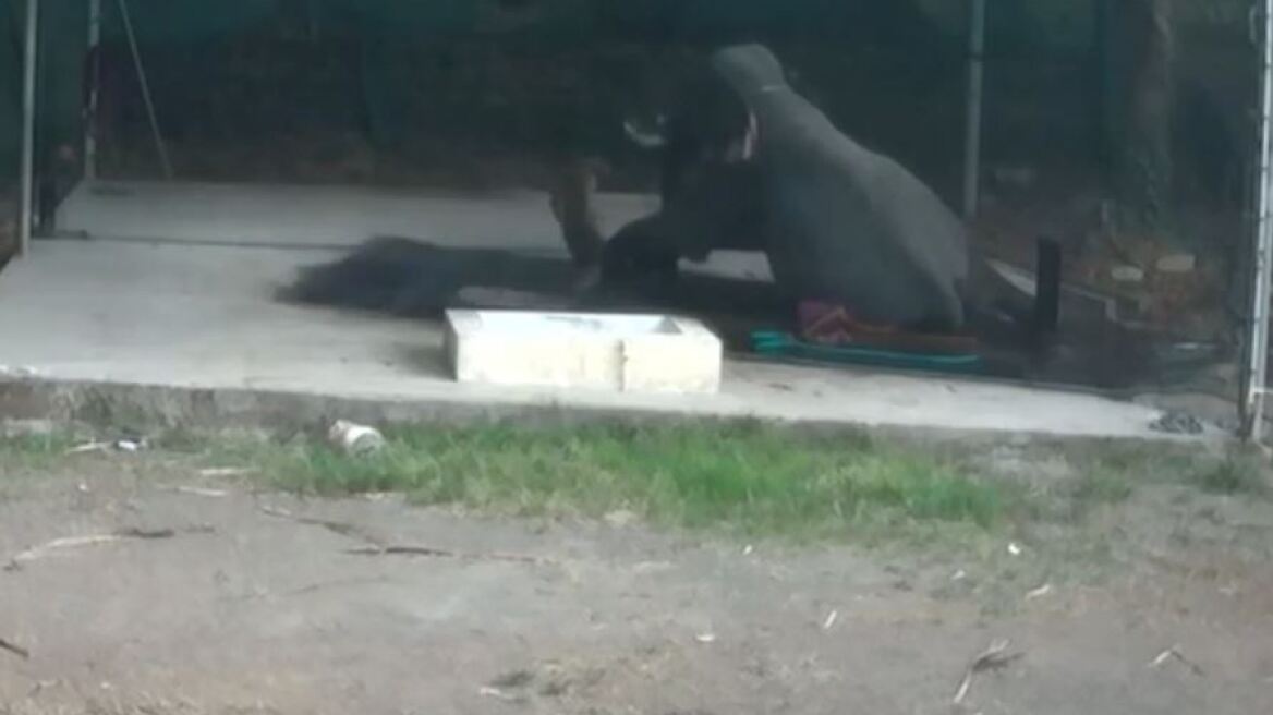 Φροντιστής γλίστρησε ενώ χτυπούσε ελέφαντα και καταπλακώθηκε από το μεγάλο ζώο