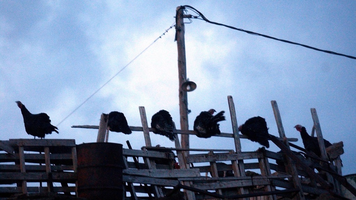 Τρόπαια Γορτυνίας: Μπήκε στο ορνιθοτροφείο για να αρπάξει κότες