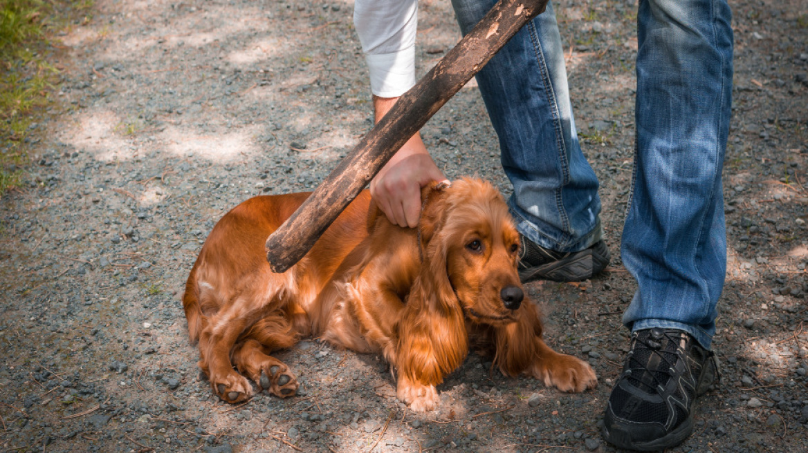 Καλαμάτα: Δύο άτομα καταδικάστηκαν για κακοποίηση ζώων