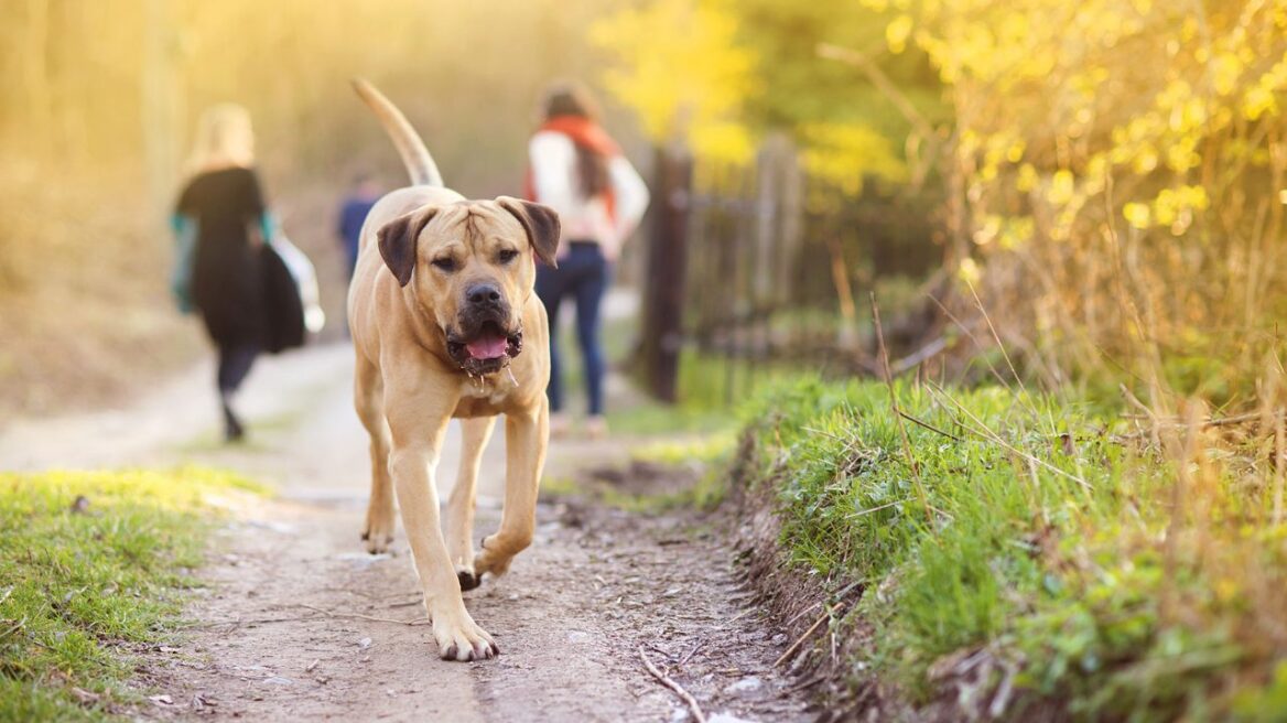 Pets: Πόσο τα απειλούν οι κάμπιες