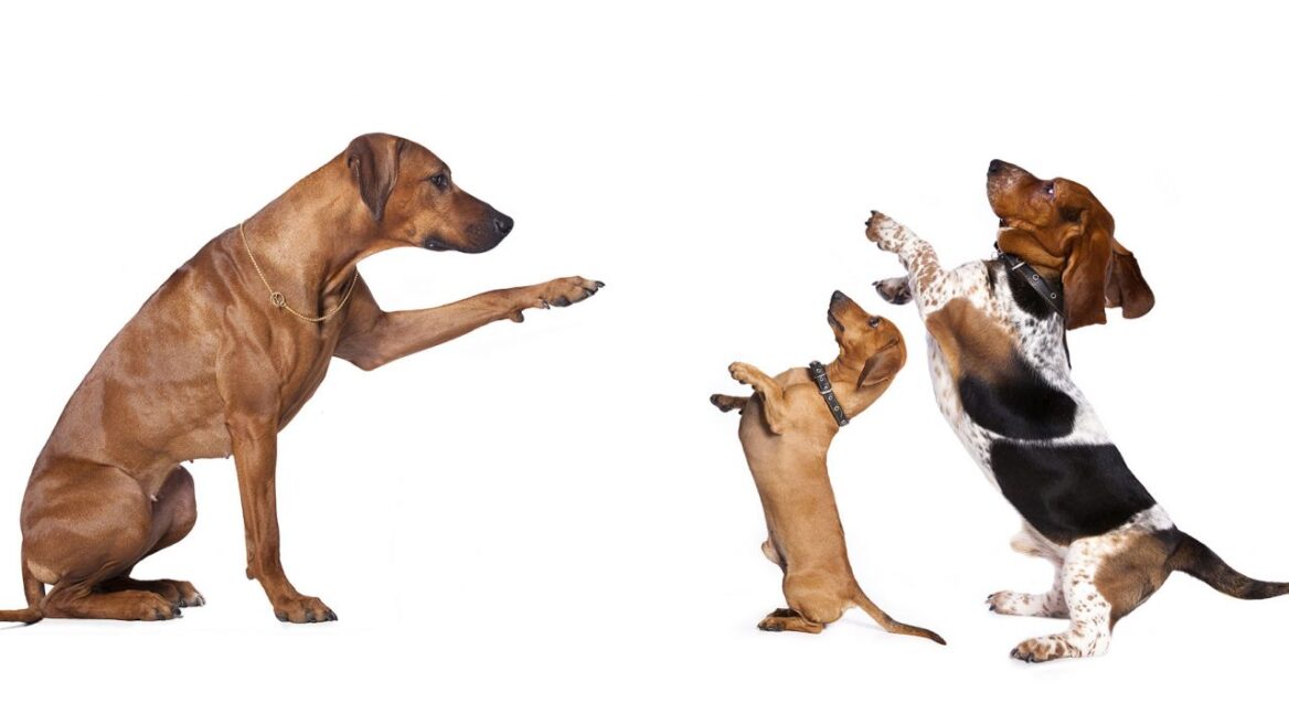 Το κουτάβι πρέπει να... προσέχει τις παρέες του