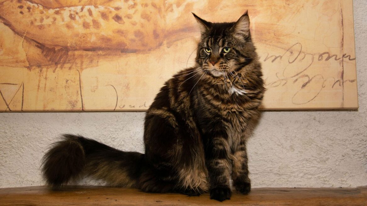 Γάτα Μέιν Κουν: Ο καλοκάγαθος γίγαντας