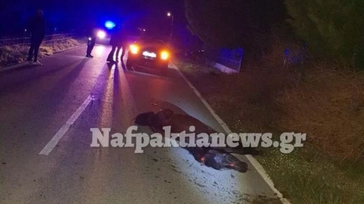 Σφοδρή σύγκρουση αυτοκινήτου με άγριο άλογο στη Ναυπακτία