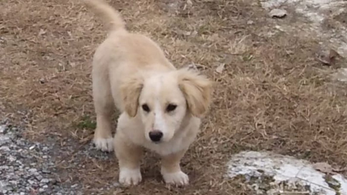 Μαθήματα φιλοζωίας σε μαθητές