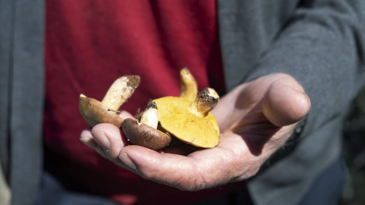 Τα μανιτάρια κρατούν το μυαλό για πάντα νέο